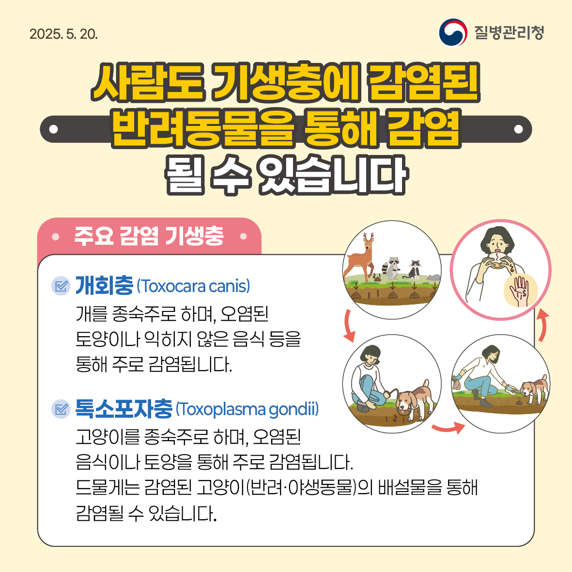 나와 반려동물 모두의 건강을 지키는 기생충 감염병 예방수칙! 이미지 3