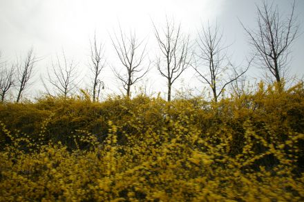 서부간선도로 와 개나리 의 사진3
