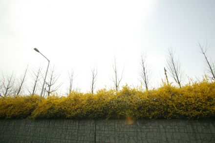 서부간선도로 와 개나리 의 사진4