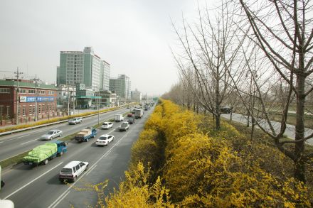 서부간선도로 와 개나리 의 사진9
