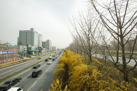 서부간선도로 와 개나리 의 사진10