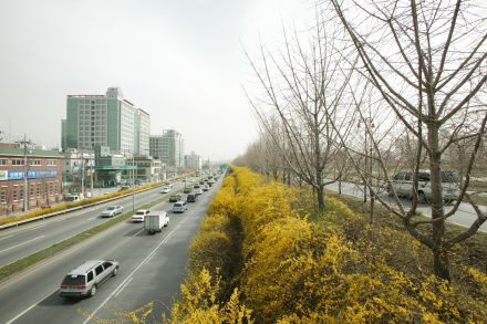 서부간선도로 와 개나리 의 사진11