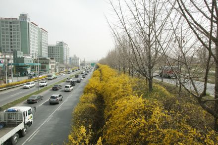 서부간선도로 와 개나리 의 사진12
