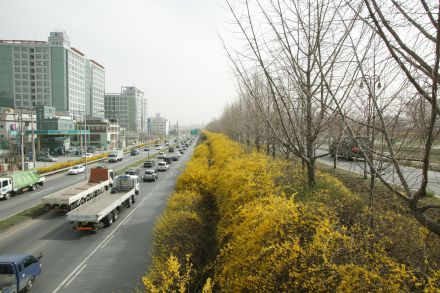 서부간선도로 와 개나리 의 사진13