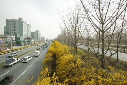 서부간선도로 와 개나리 의 사진14