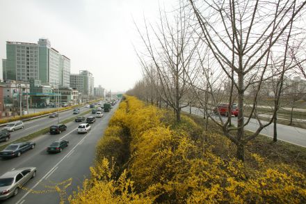 서부간선도로 와 개나리 의 사진16