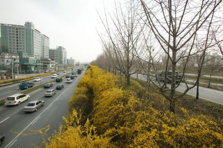 서부간선도로 와 개나리 의 사진17