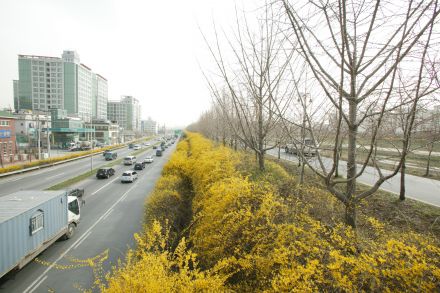 서부간선도로 와 개나리 의 사진18