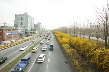 서부간선도로 와 개나리 의 사진19
