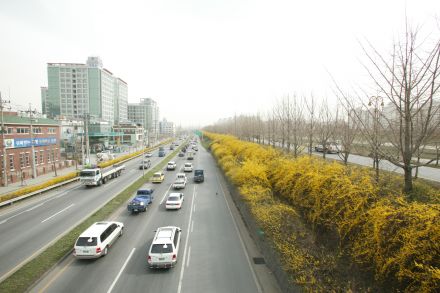 서부간선도로 와 개나리 의 사진20