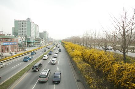 서부간선도로 와 개나리 의 사진21