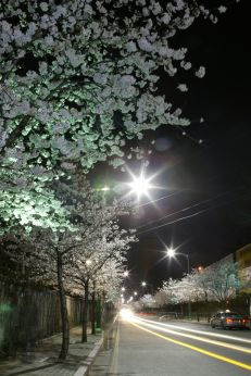 벚꽃십리길 야경 의 사진