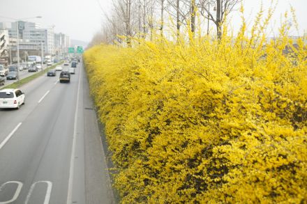서부간선도로 와 개나리 의 사진24