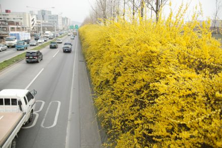 서부간선도로 와 개나리 의 사진27