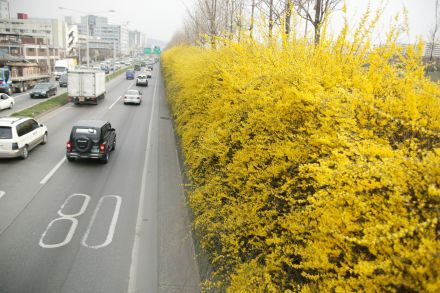 서부간선도로 와 개나리 의 사진28