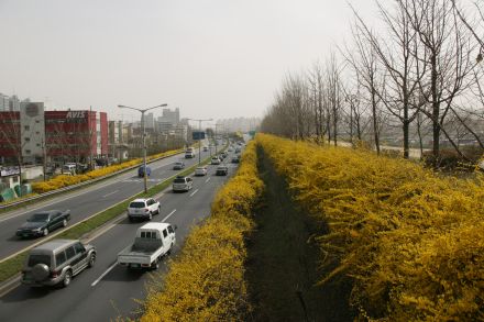 서부간선도로 와 개나리 의 사진30