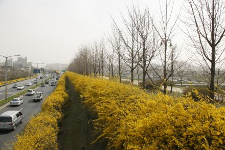 서부간선도로 와 개나리 의 사진32