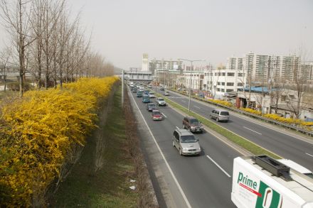 서부간선도로 와 개나리 의 사진34