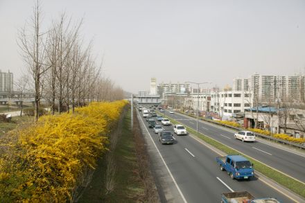 서부간선도로 와 개나리 의 사진35