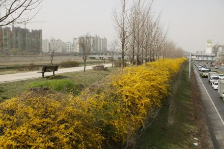 서부간선도로 와 개나리 의 사진36
