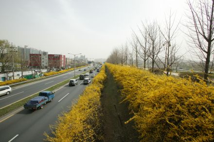 서부간선도로 와 개나리 의 사진39