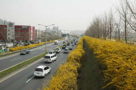 서부간선도로 와 개나리 의 사진41