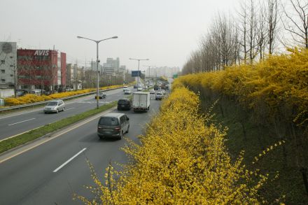 서부간선도로 와 개나리 의 사진45