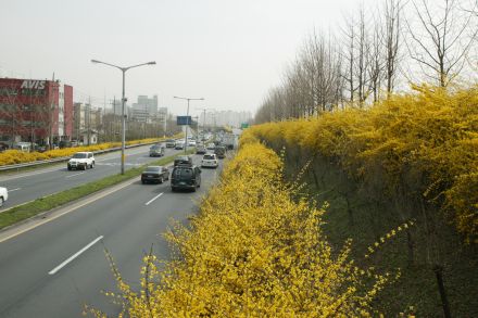 서부간선도로 와 개나리 의 사진48