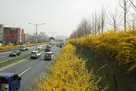 서부간선도로 와 개나리 의 사진49