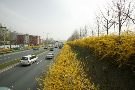 서부간선도로 와 개나리 의 사진50
