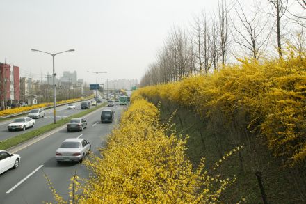 서부간선도로 와 개나리 의 사진51