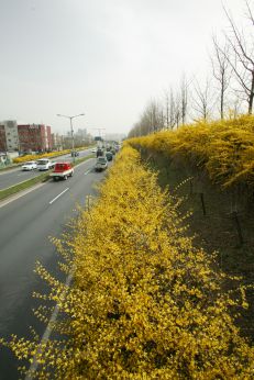 서부간선도로 와 개나리 의 사진52