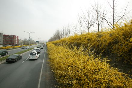 서부간선도로 와 개나리 의 사진54