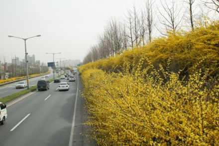 서부간선도로 와 개나리 의 사진55
