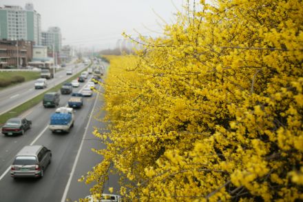 서부간선도로 와 개나리 의 사진57