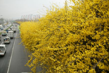 서부간선도로 와 개나리 의 사진58
