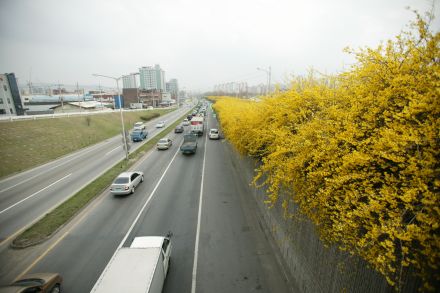 서부간선도로 와 개나리 의 사진59