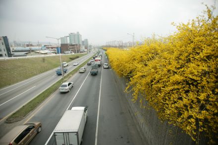 서부간선도로 와 개나리 의 사진60