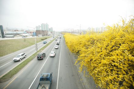서부간선도로 와 개나리 의 사진62