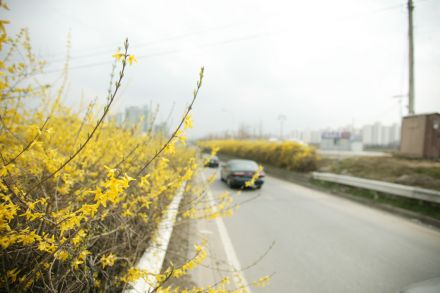 서부간선도로 와 개나리 의 사진63