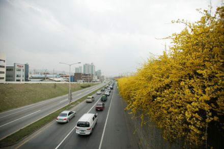 서부간선도로 와 개나리 의 사진65