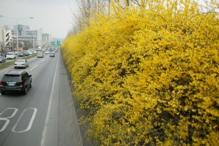 서부간선도로 와 개나리 의 사진69