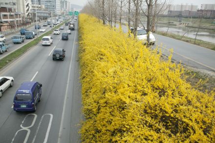 서부간선도로 와 개나리 의 사진73
