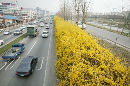 서부간선도로 와 개나리 의 사진74