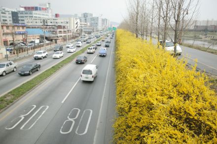 서부간선도로 와 개나리 의 사진78