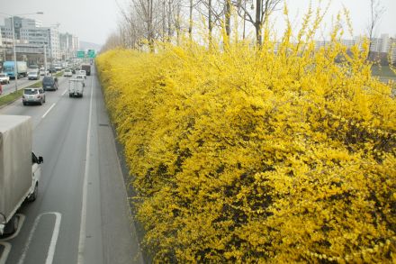서부간선도로 와 개나리 의 사진81