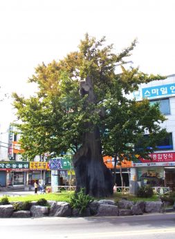 은행나무 의 사진