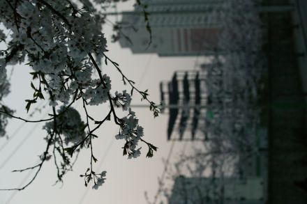 2004 벚꽃십리길 의 사진2