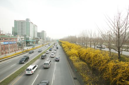 서부간선도로 와 개나리 의 사진82