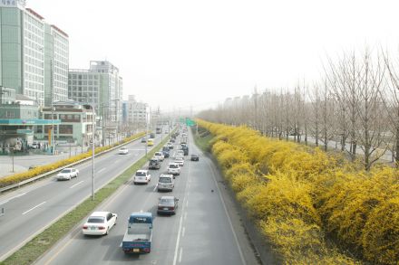 서부간선도로 와 개나리 의 사진83